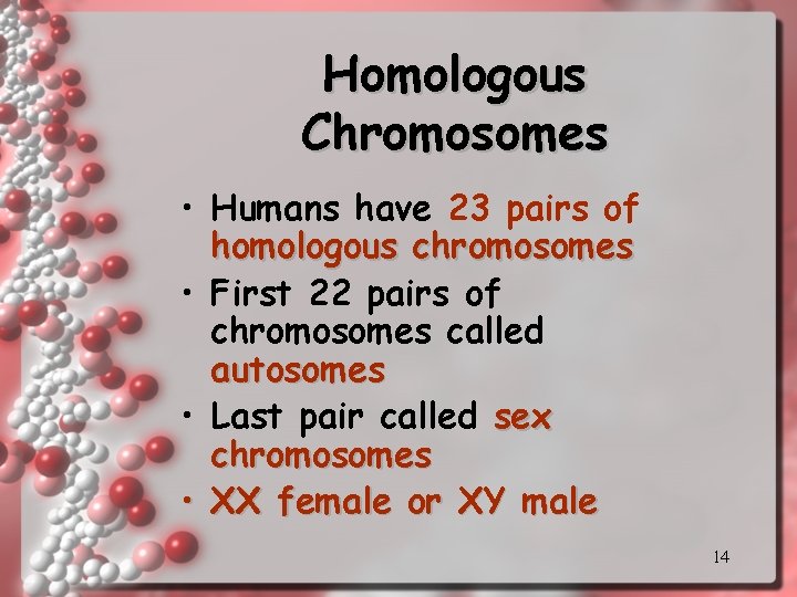 Homologous Chromosomes • Humans have 23 pairs of homologous chromosomes • First 22 pairs