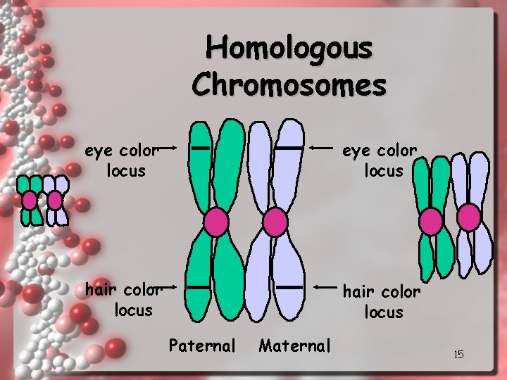 Homologous Chromosomes eye color locus hair color locus Paternal Maternal 15 