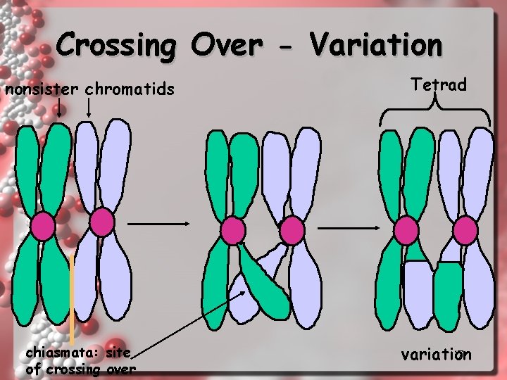 Crossing Over - Variation nonsister chromatids chiasmata: site of crossing over Tetrad 17 variation