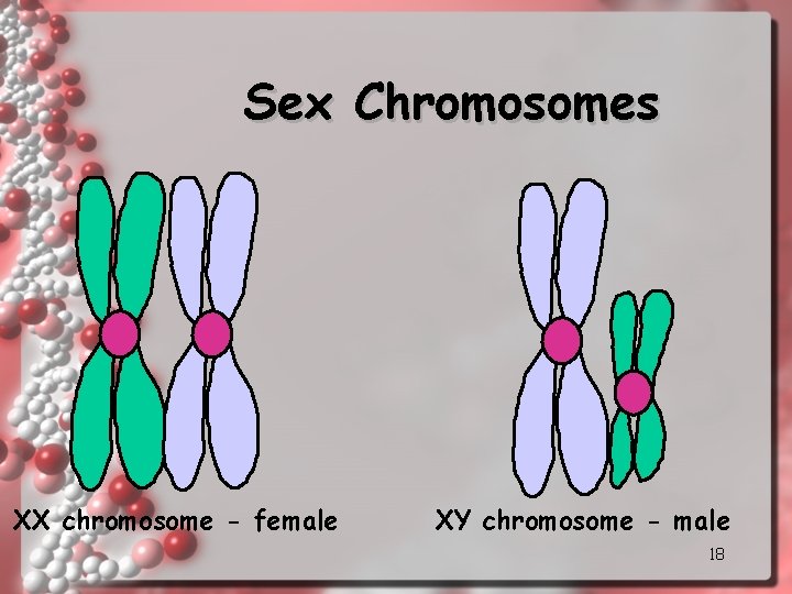 Sex Chromosomes XX chromosome - female XY chromosome - male 18 