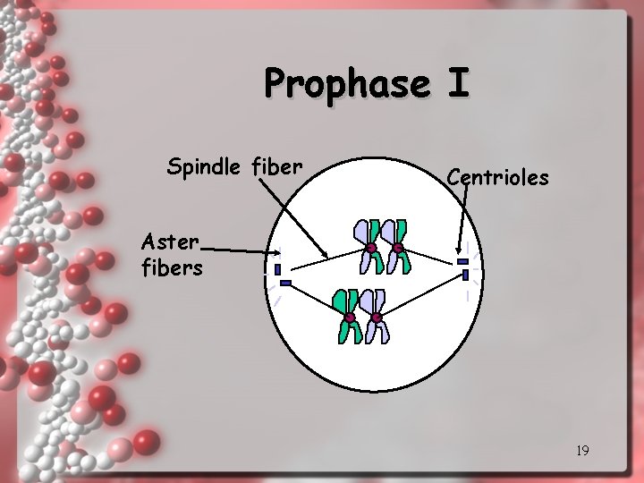 Prophase I Spindle fiber Centrioles Aster fibers 19 