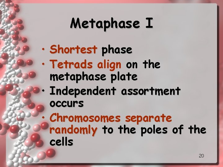 Metaphase I • Shortest phase • Tetrads align on the metaphase plate • Independent