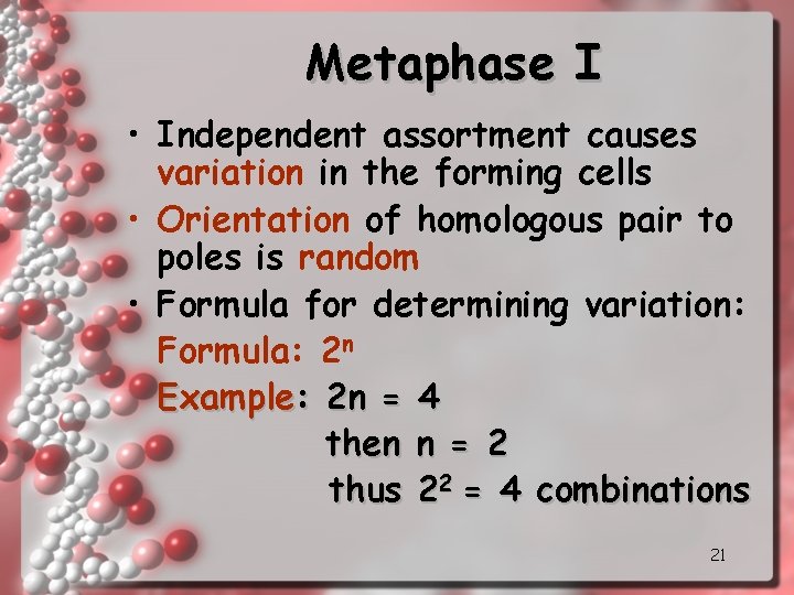 Metaphase I • Independent assortment causes variation in the forming cells • Orientation of