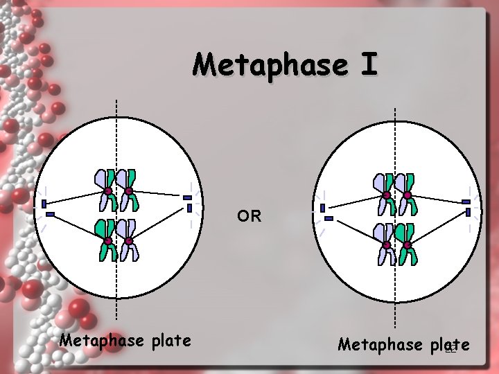 Metaphase I OR Metaphase plate 22 
