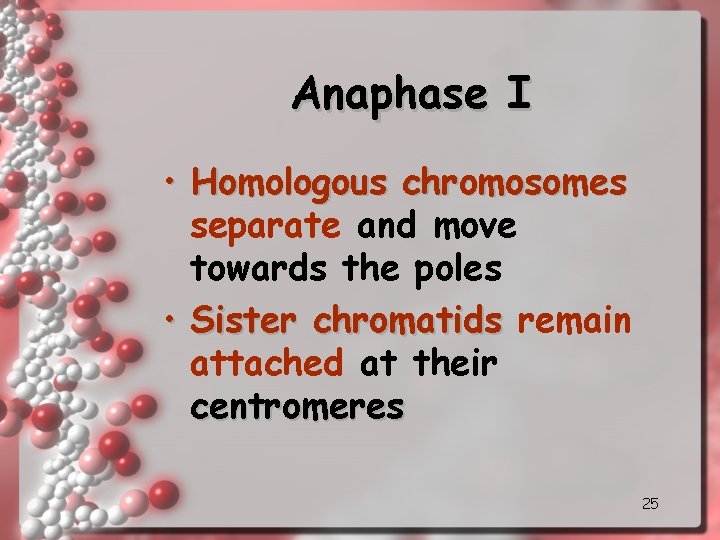Anaphase I • Homologous chromosomes separate and move towards the poles • Sister chromatids