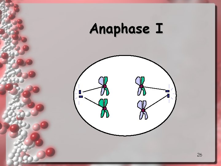 Anaphase I 26 