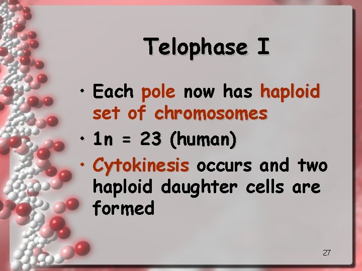 Telophase I • Each pole now has haploid set of chromosomes • 1 n