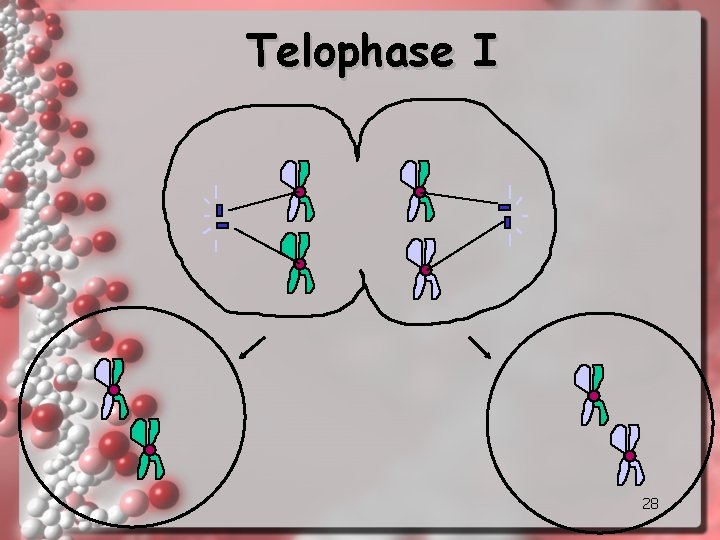 Telophase I 28 