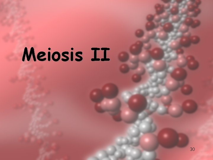 Meiosis II 30 