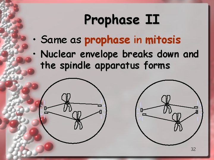 Prophase II • Same as prophase in mitosis • Nuclear envelope breaks down and