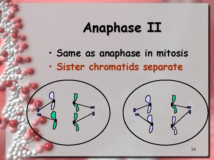 Anaphase II • Same as anaphase in mitosis • Sister chromatids separate 34 