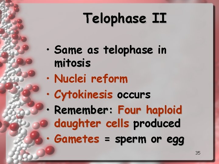 Telophase II • Same as telophase in mitosis • Nuclei reform • Cytokinesis occurs
