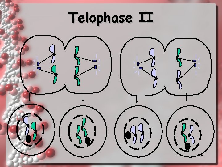 Telophase II 36 