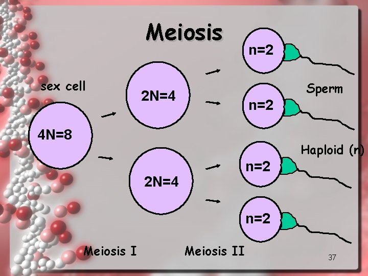 Meiosis sex cell n=2 Sperm 2 N=4 n=2 4 N=8 Haploid (n) 2 N=4