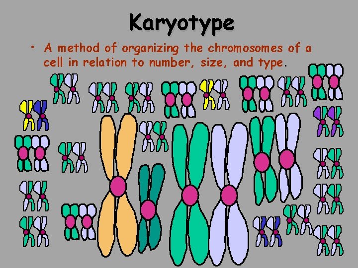 Karyotype • A method of organizing the chromosomes of a cell in relation to