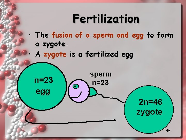 Fertilization • The fusion of a sperm and egg to form a zygote •