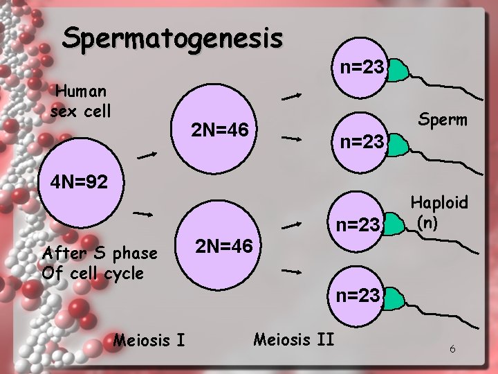 Spermatogenesis Human sex cell n=23 Sperm 2 N=46 n=23 4 N=92 After S phase