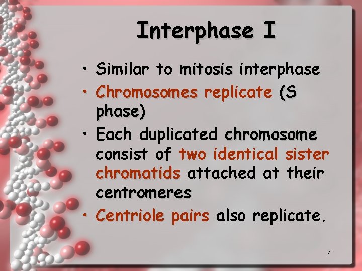 Interphase I • Similar to mitosis interphase • Chromosomes replicate (S phase) • Each