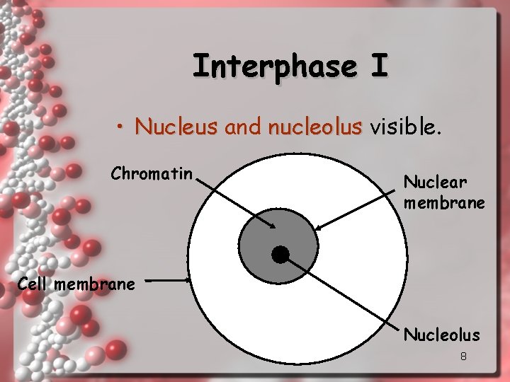 Interphase I • Nucleus and nucleolus visible. Chromatin Nuclear membrane Cell membrane Nucleolus 8