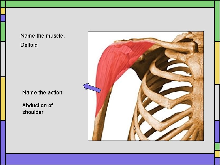 Name the muscle. Deltoid Name the action Abduction of shoulder Name the muscle. Deltoid Name the action Abduction of shoulder