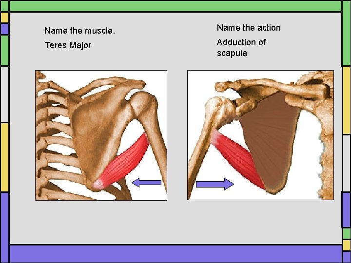 Name the muscle. Name the action Teres Major Adduction of scapula Name the muscle. Name the action Teres Major Adduction of scapula