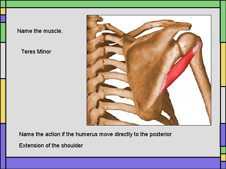 Name the muscle. Teres Minor Name the action if the humerus move directly to Name the muscle. Teres Minor Name the action if the humerus move directly to