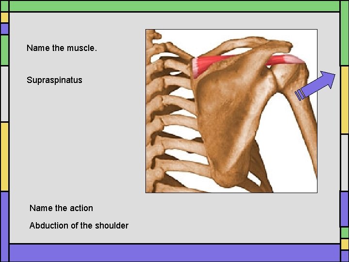 Name the muscle. Supraspinatus Name the action Abduction of the shoulder Name the muscle. Supraspinatus Name the action Abduction of the shoulder