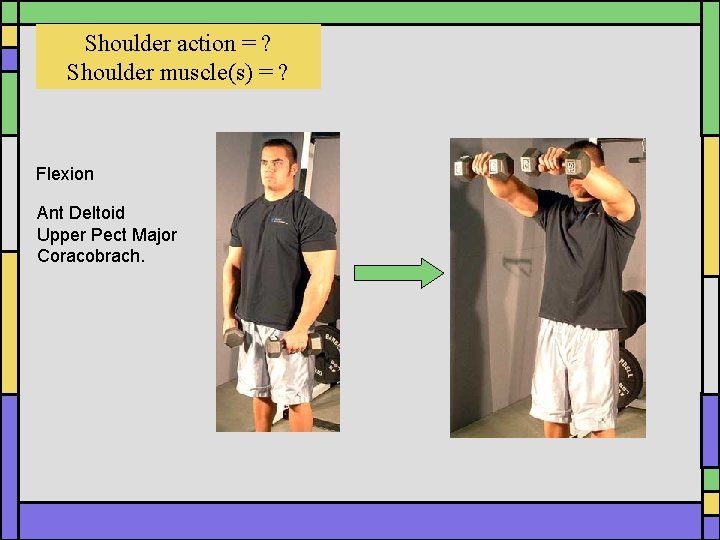 Shoulder action = ? Shoulder muscle(s) = ? Flexion Ant Deltoid Upper Pect Major Shoulder action = ? Shoulder muscle(s) = ? Flexion Ant Deltoid Upper Pect Major
