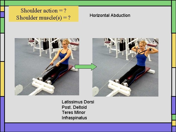 Shoulder action = ? Shoulder muscle(s) = ? Horizontal Abduction Latissimus Dorsi Post. Deltoid Shoulder action = ? Shoulder muscle(s) = ? Horizontal Abduction Latissimus Dorsi Post. Deltoid