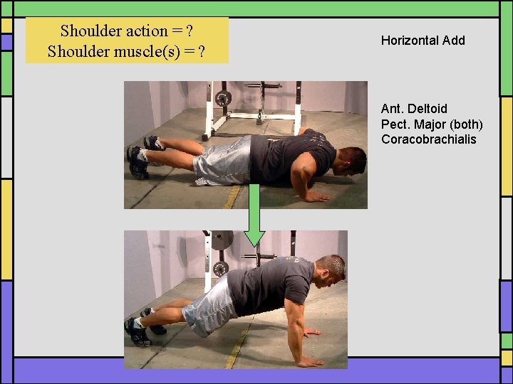 Shoulder action = ? Shoulder muscle(s) = ? Horizontal Add Ant. Deltoid Pect. Major Shoulder action = ? Shoulder muscle(s) = ? Horizontal Add Ant. Deltoid Pect. Major