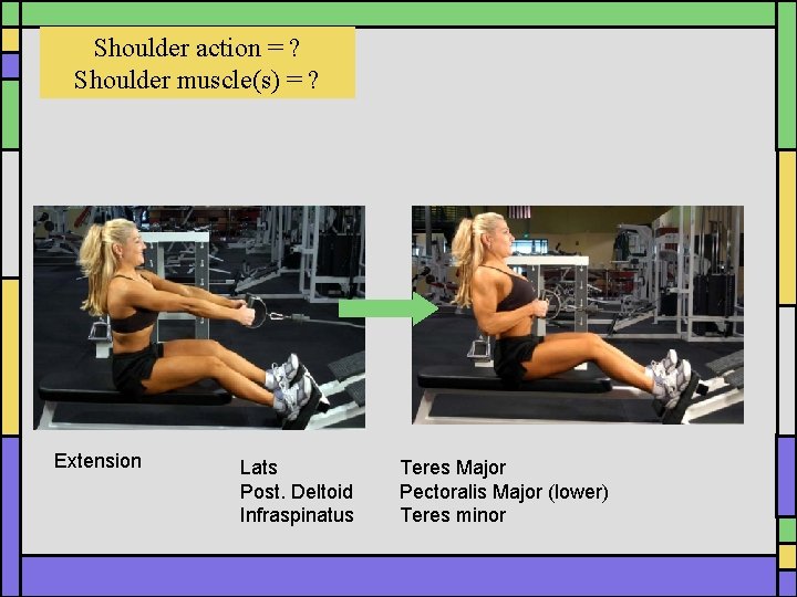 Shoulder action = ? Shoulder muscle(s) = ? Extension Lats Post. Deltoid Infraspinatus Teres Shoulder action = ? Shoulder muscle(s) = ? Extension Lats Post. Deltoid Infraspinatus Teres