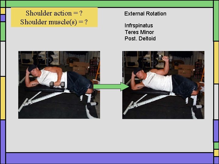Shoulder action = ? Shoulder muscle(s) = ? External Rotation Infrspinatus Teres Minor Post. Shoulder action = ? Shoulder muscle(s) = ? External Rotation Infrspinatus Teres Minor Post.