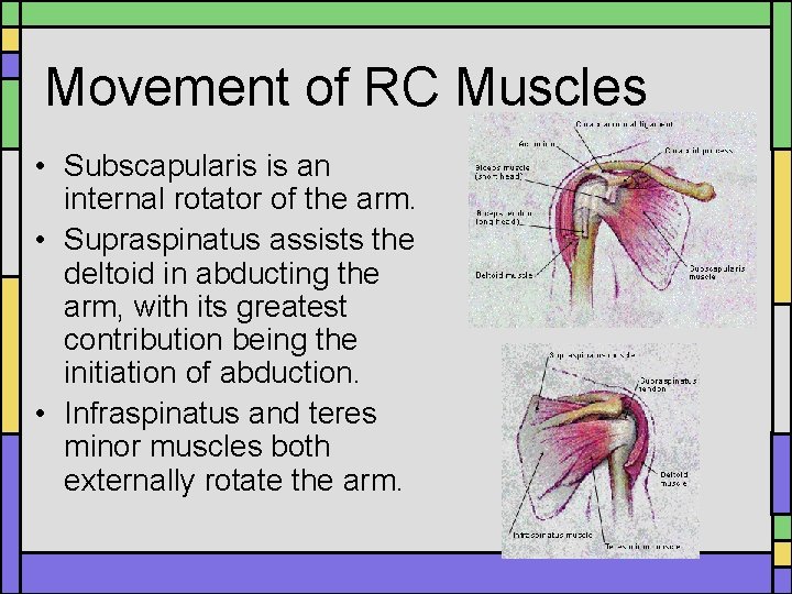 Movement of RC Muscles • Subscapularis is an internal rotator of the arm. • Movement of RC Muscles • Subscapularis is an internal rotator of the arm. •