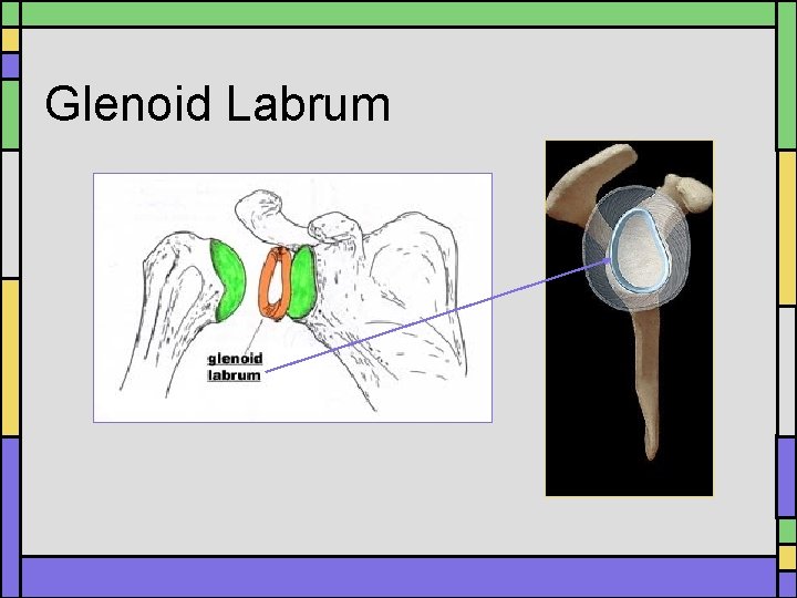 Glenoid Labrum Glenoid Labrum