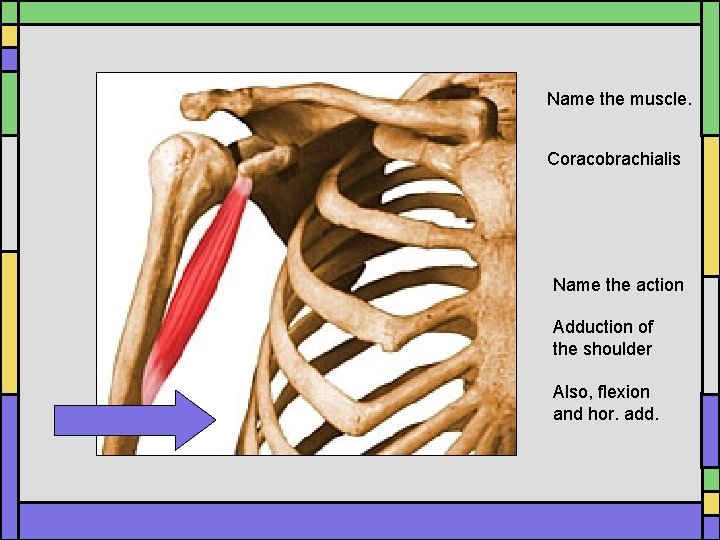 Name the muscle. Coracobrachialis Name the action Adduction of the shoulder Also, flexion and Name the muscle. Coracobrachialis Name the action Adduction of the shoulder Also, flexion and