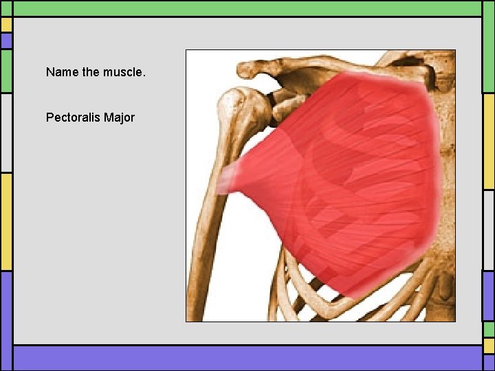 Name the muscle. Pectoralis Major Name the muscle. Pectoralis Major