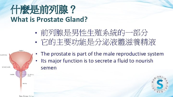 什麼是前列腺？ What is Prostate Gland? • • 前列腺是男性生殖系統的一部分 它的主要功能是分泌液體滋養精液 • • The prostate is