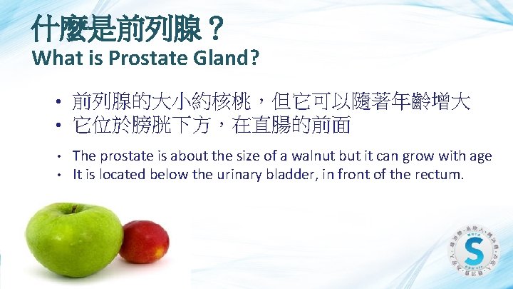 什麼是前列腺？ What is Prostate Gland? • • 前列腺的大小約核桃，但它可以隨著年齡增大 它位於膀胱下方，在直腸的前面 • • The prostate is