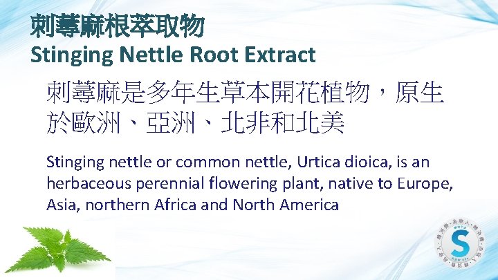 刺蕁麻根萃取物 Stinging Nettle Root Extract 刺蕁麻是多年生草本開花植物，原生 於歐洲、亞洲、北非和北美 Stinging nettle or common nettle, Urtica dioica,