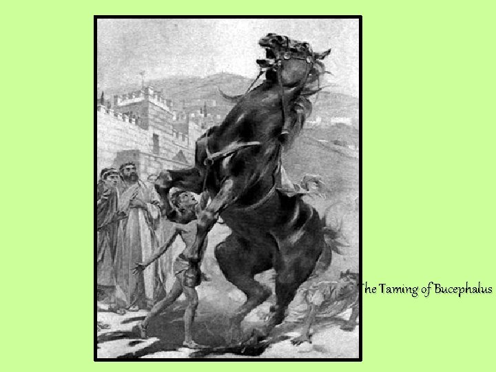 The Taming of Bucephalus 