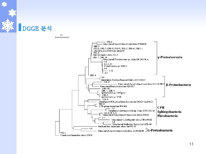 DGGE 분석 11 
