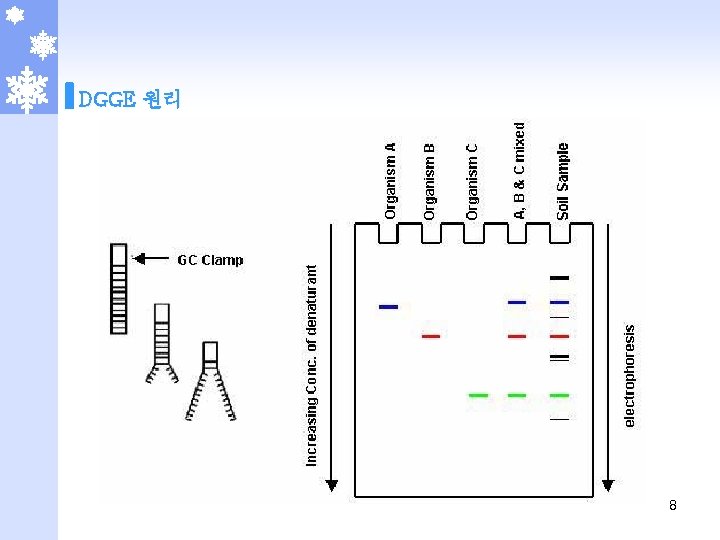 DGGE 원리 8 