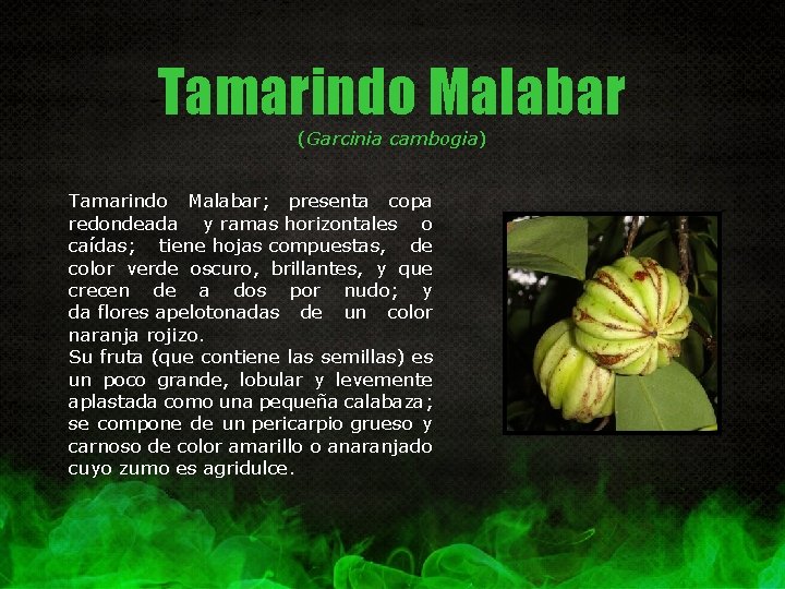 Tamarindo Malabar (Garcinia cambogia) Tamarindo Malabar; presenta copa redondeada y ramas horizontales o caídas;