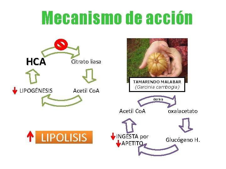 Mecanismo de acción HCA Citrato liasa TAMARINDO MALABAR LIPOGÉNESIS Acetil Co. A (Garcinia cambogia)