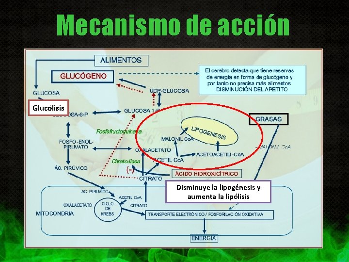 Mecanismo de acción Glucólisis Disminuye la lipogénesis y aumenta la lipólisis 
