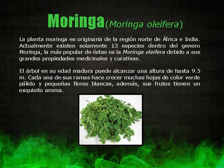 Moringa(Moringa oleifera) La planta moringa es originaria de la región norte de África e