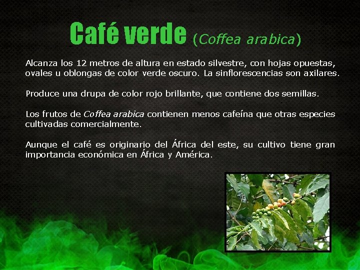 Café verde (Coffea arabica) Alcanza los 12 metros de altura en estado silvestre, con