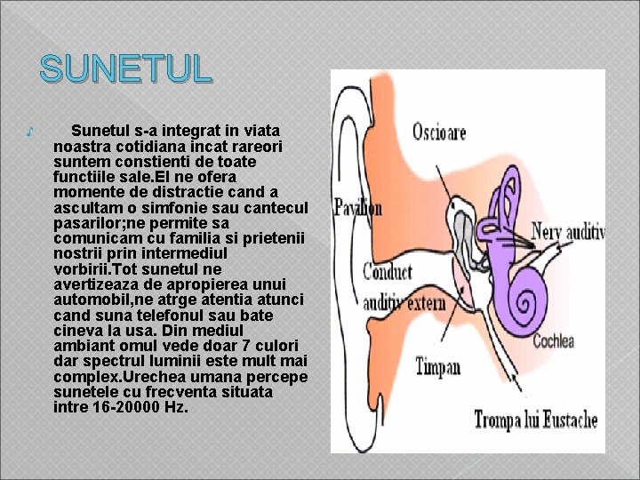 SUNETUL ♪ Sunetul s-a integrat in viata noastra cotidiana incat rareori suntem constienti de