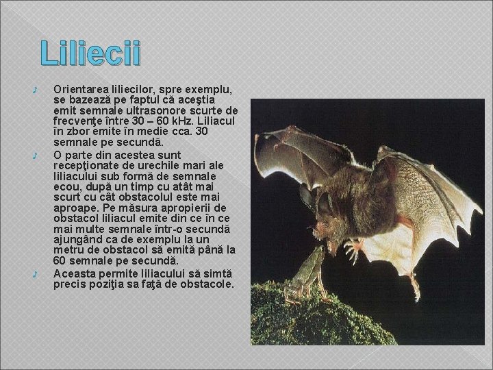  Liliecii ♪ ♪ ♪ Orientarea liliecilor, spre exemplu, se bazează pe faptul că