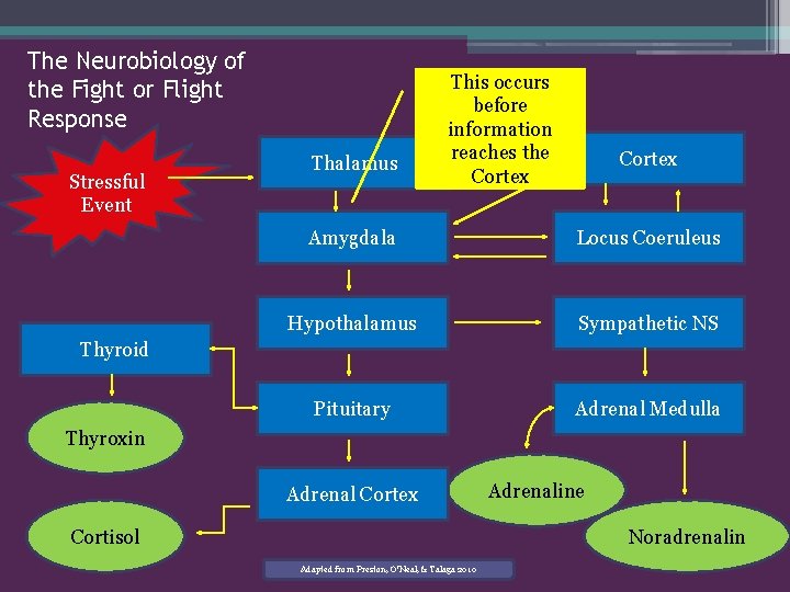 The Neurobiology of the Fight or Flight Response Stressful Event Thalamus This occurs before